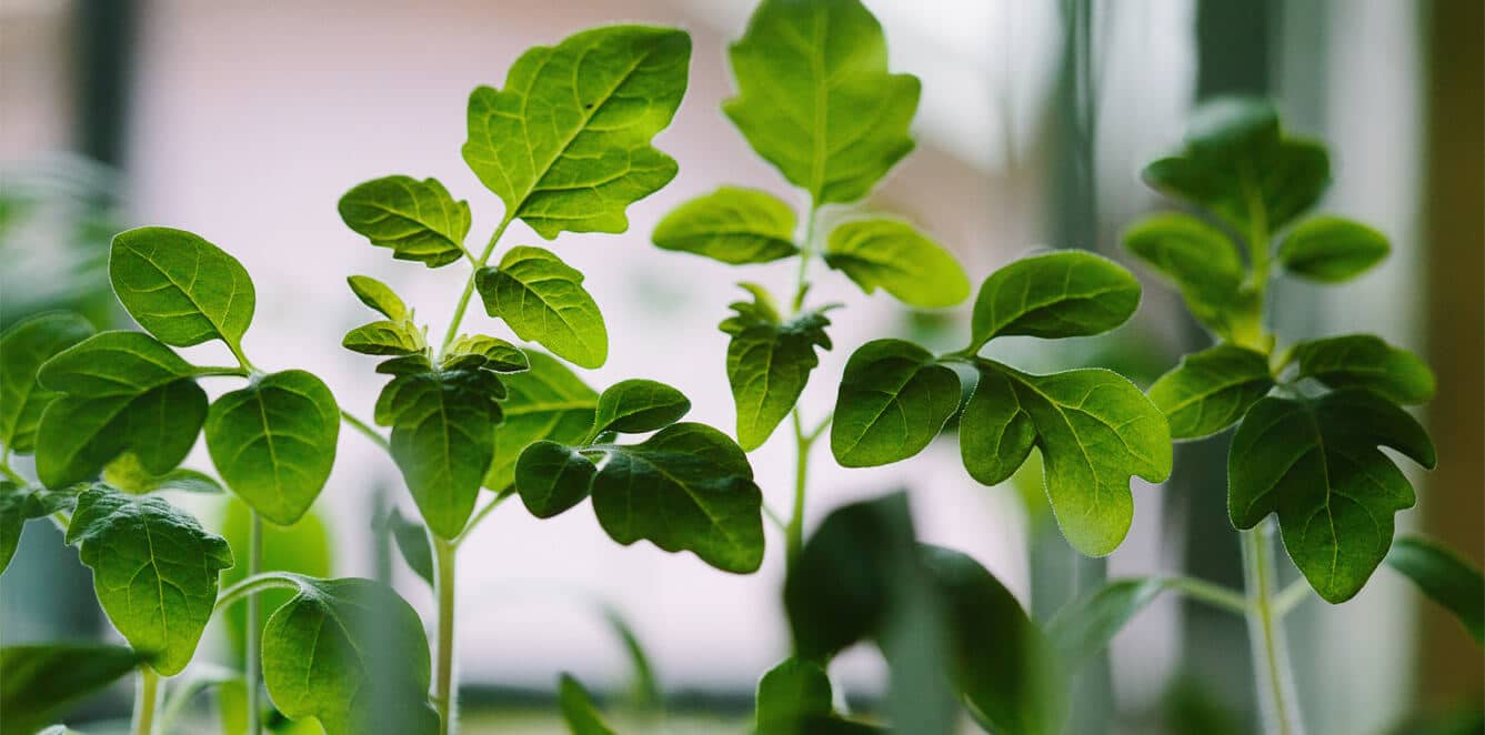 Close-up of healthy green tomato plant seedlings with bright natural light in soft-focus background.